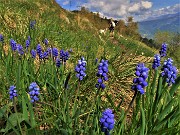 25 Muscari in piena fioritura